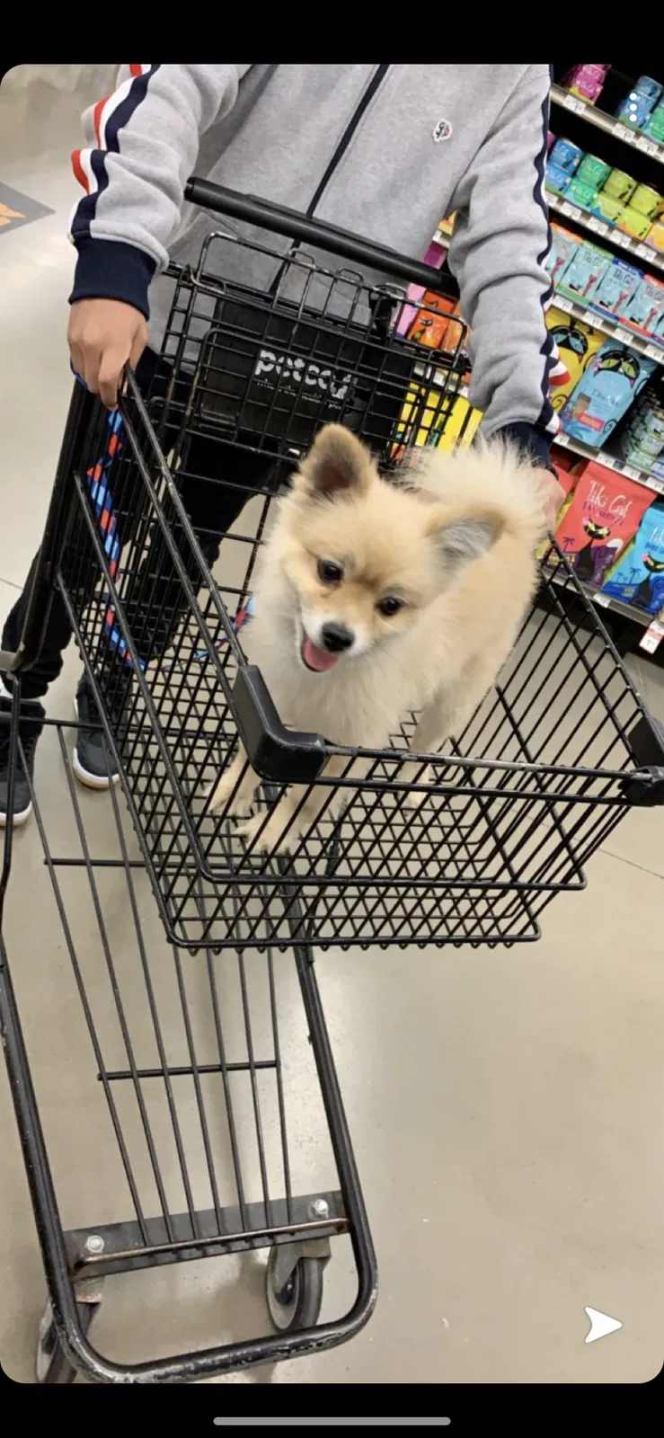 Lost dog in York, PA, 17404