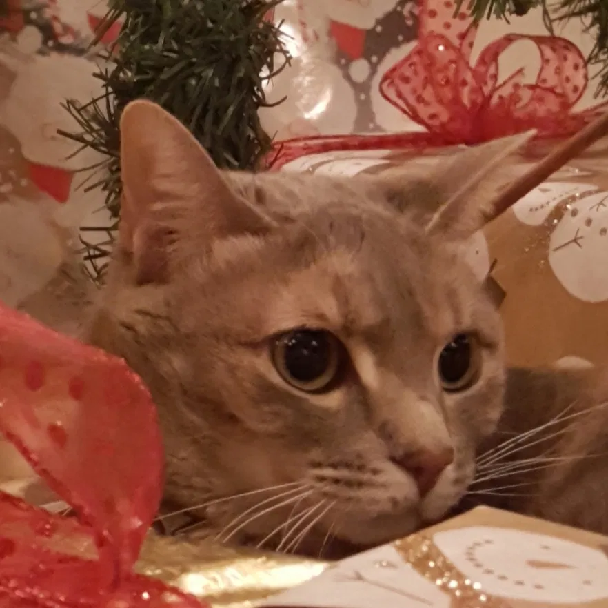 Lost cat in Lemoore, CA, 93245
