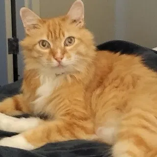 Lost cat in Unknown, CA, 0