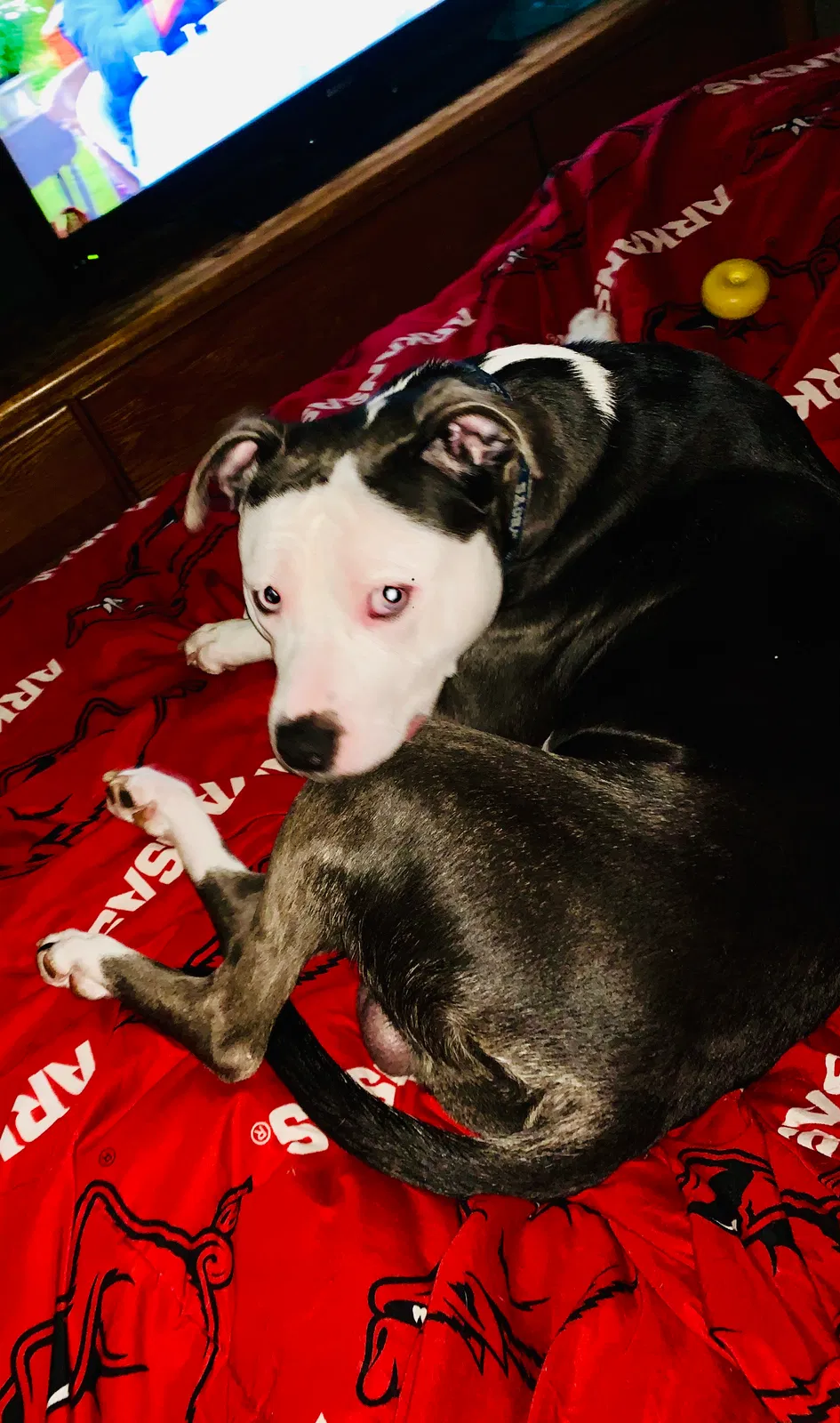 Lost dog in Jacksonville, AR, 72076