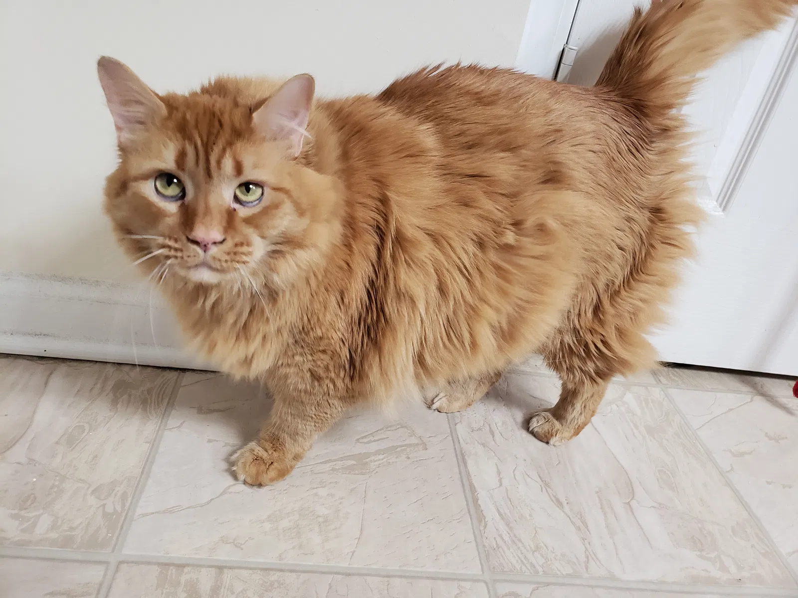 Lost cat in Rock Hill, SC, 29732