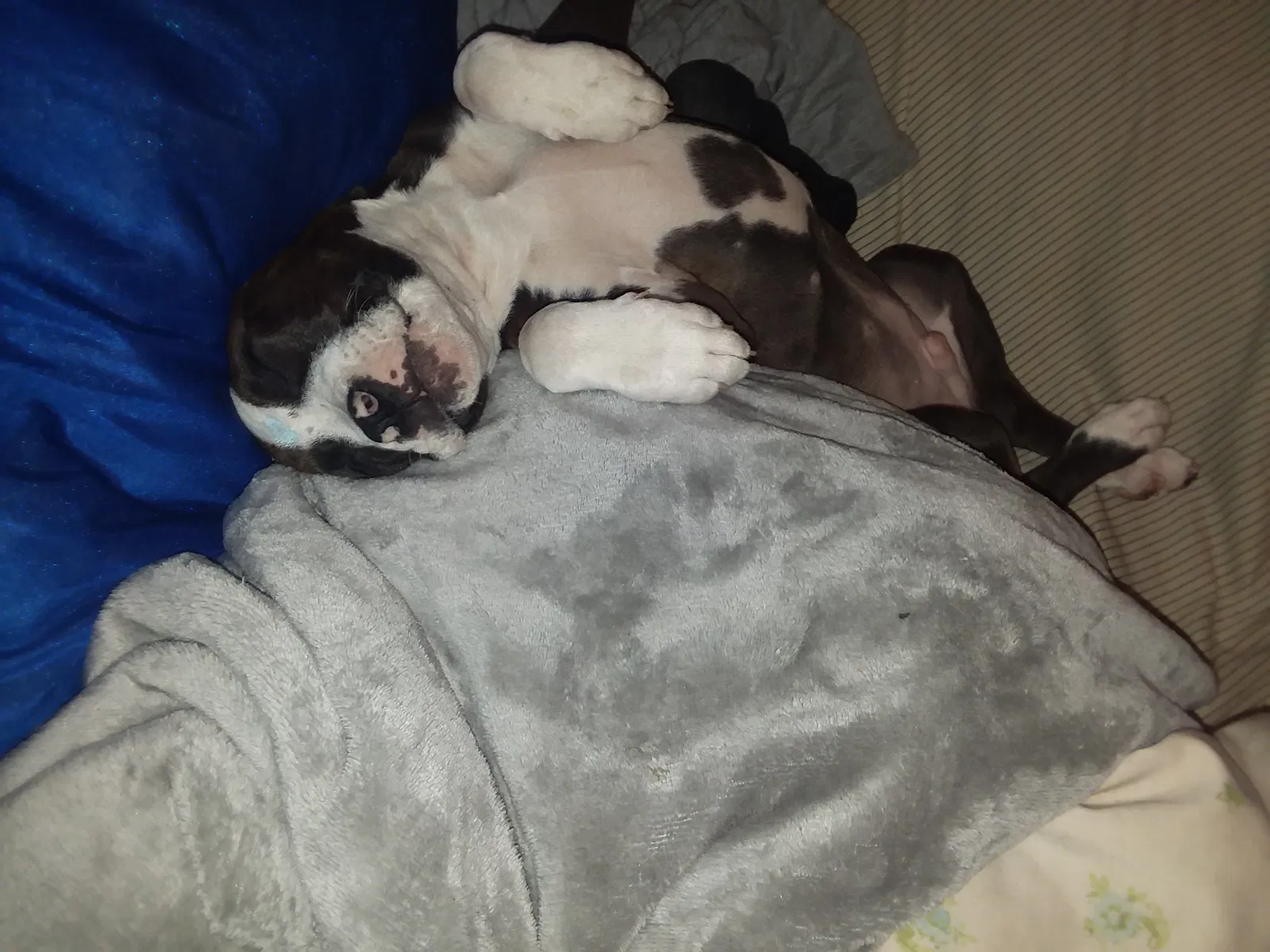 Lost dog in Gillsville, GA, 30543