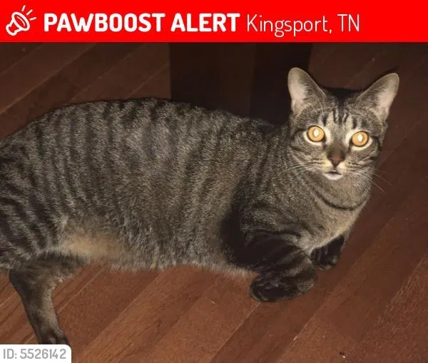 Lost cat in Kingsport, TN, 37660
