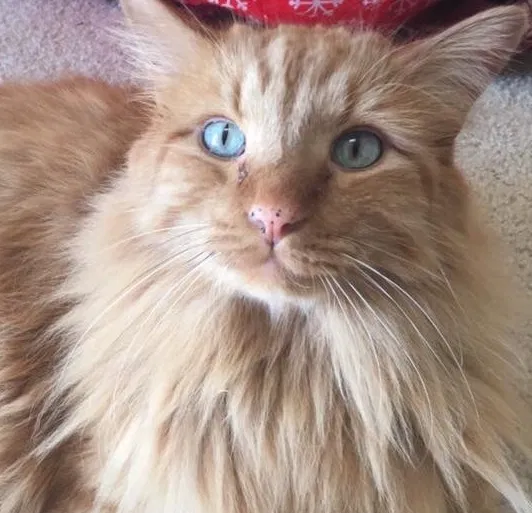 Lost cat in Thornton, CO, 80241