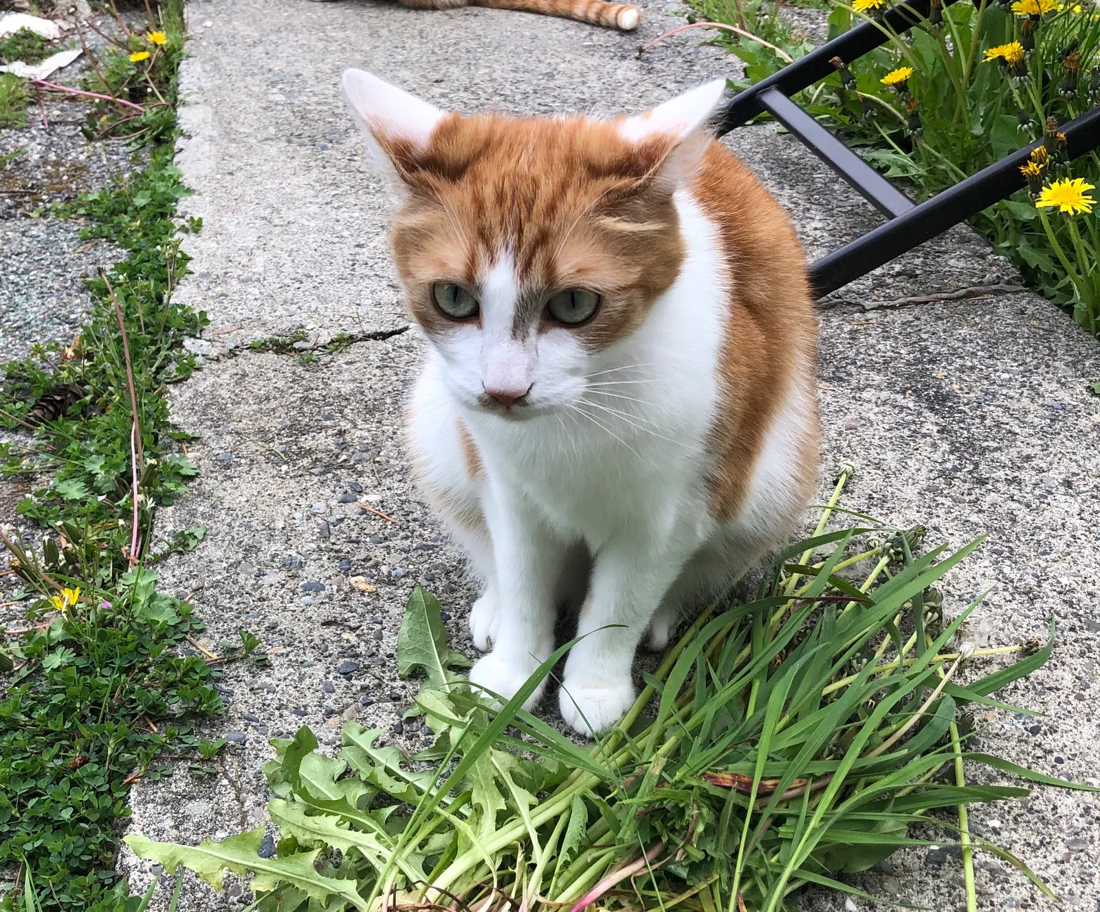 Lost cat in Steilacoom, WA, 98388