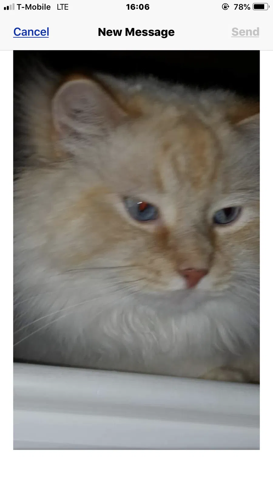 Lost cat in Fort Lauderdale, FL, 33315