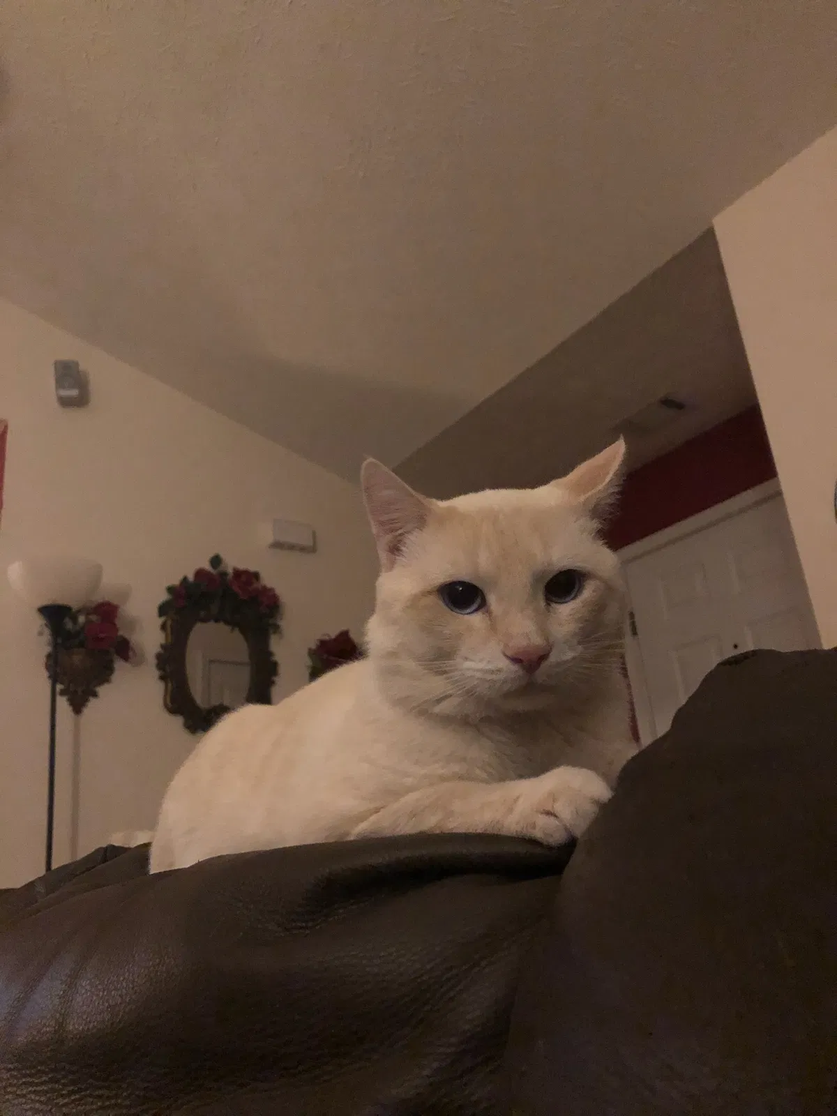 Lost cat in Covington, GA, 30016