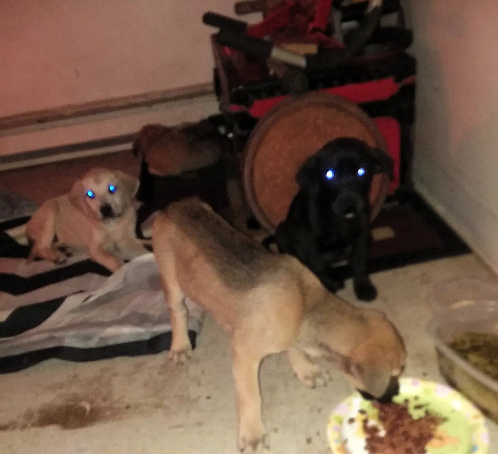 Found dog in Anderson, SC, 29625