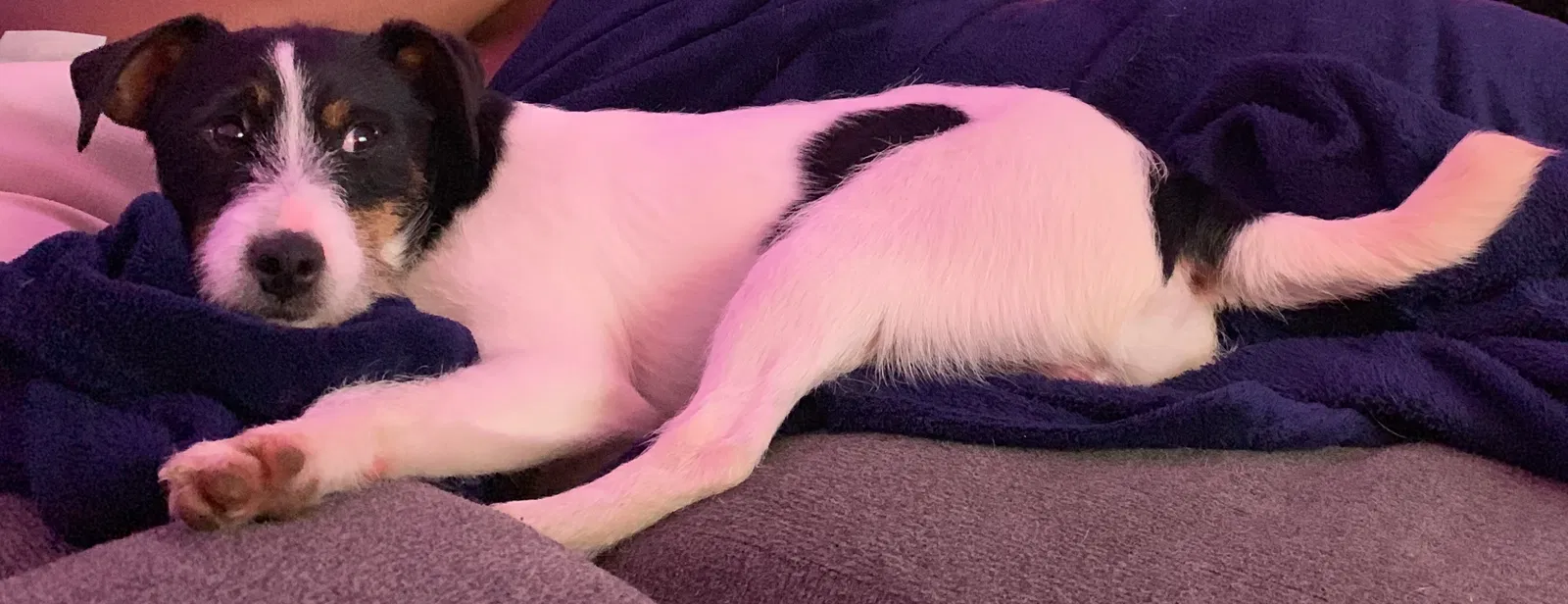 Lost dog in Vallejo, CA, 94590