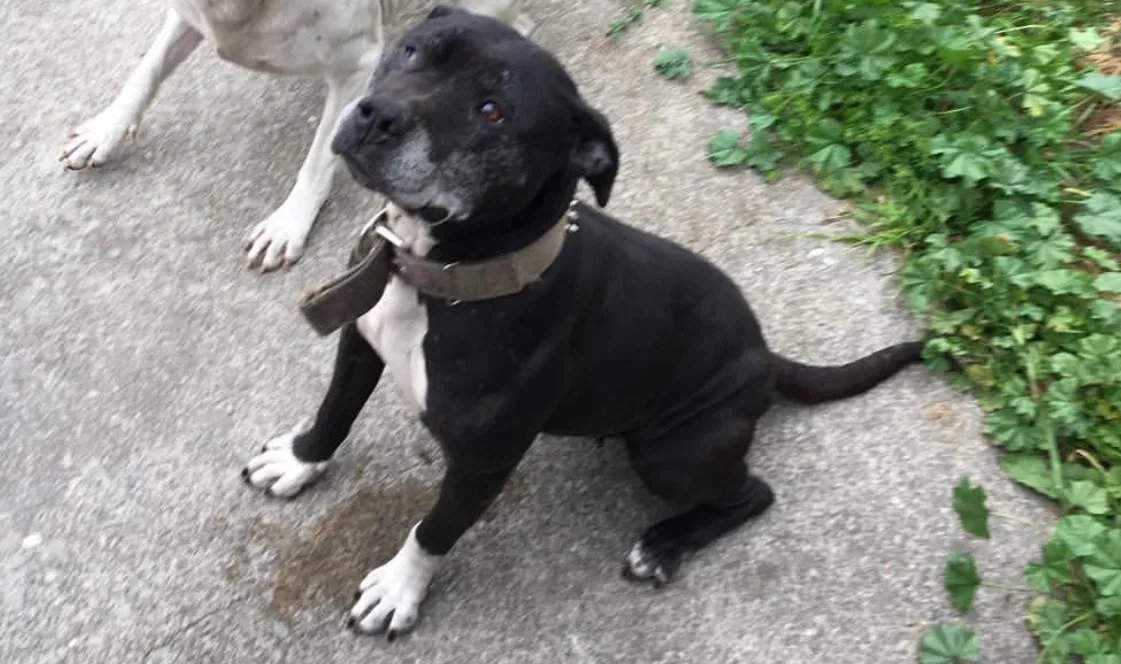 Lost dog in Oakland, CA, 94607