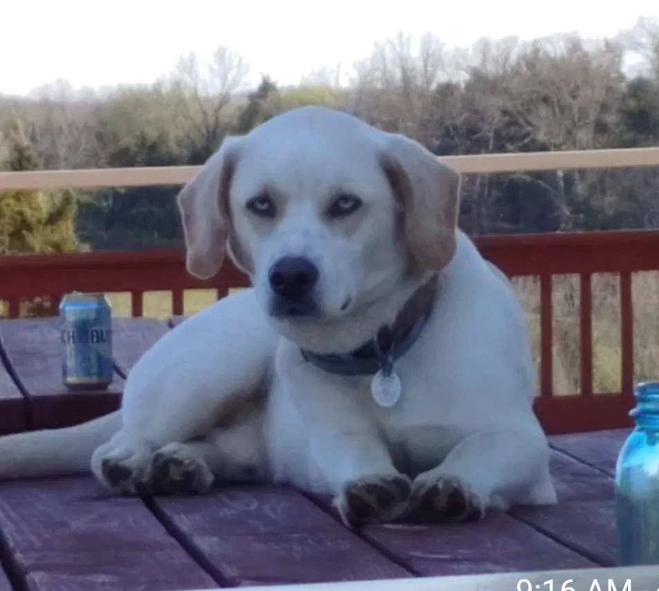 Lost dog in Morrison, MO, 65061