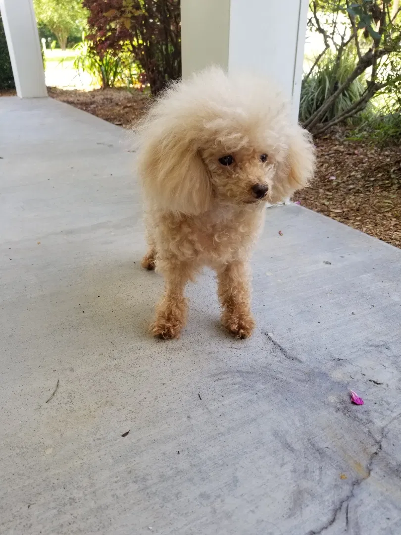 Lost dog in Orange, TX, 77630
