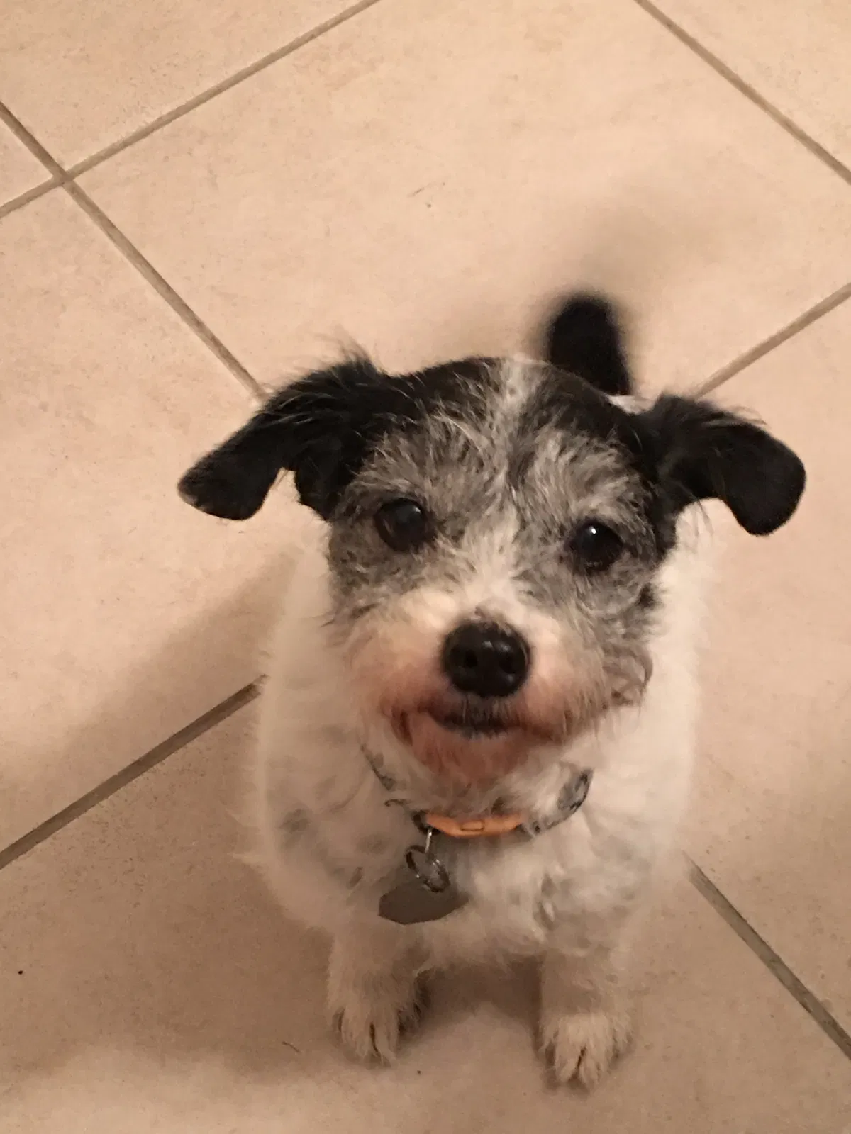 Lost dog in Waxahachie, TX, 75165