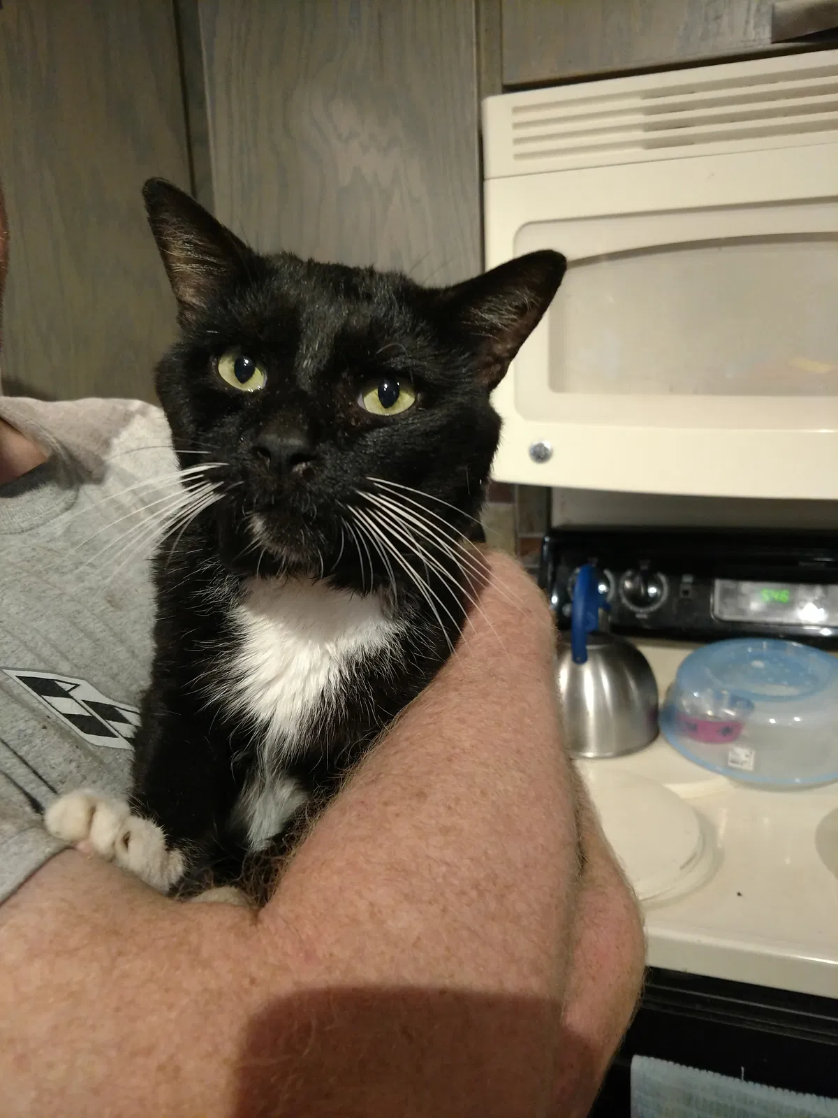 Lost cat in Savannah, GA, 31419