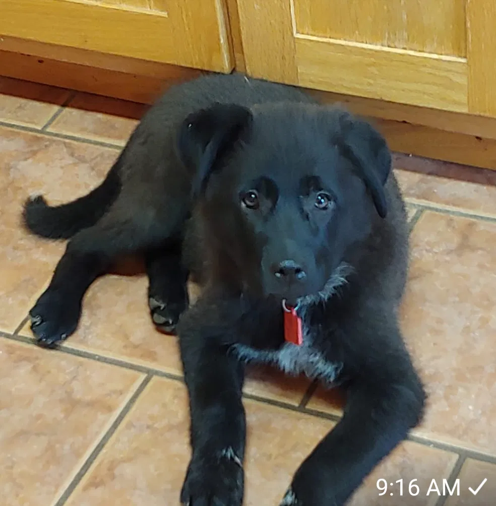Lost dog in Morrison, MO, 65061