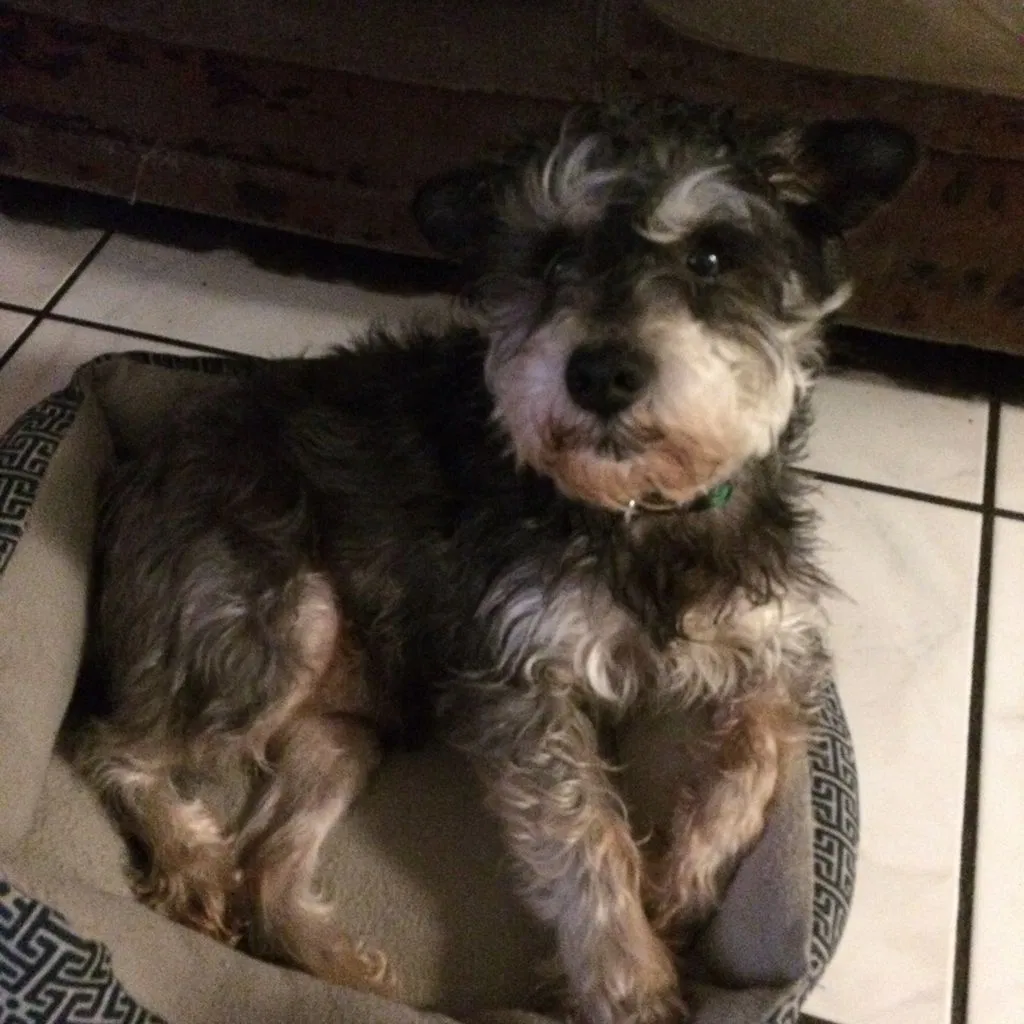 Lost dog in Pensacola, FL, 32526