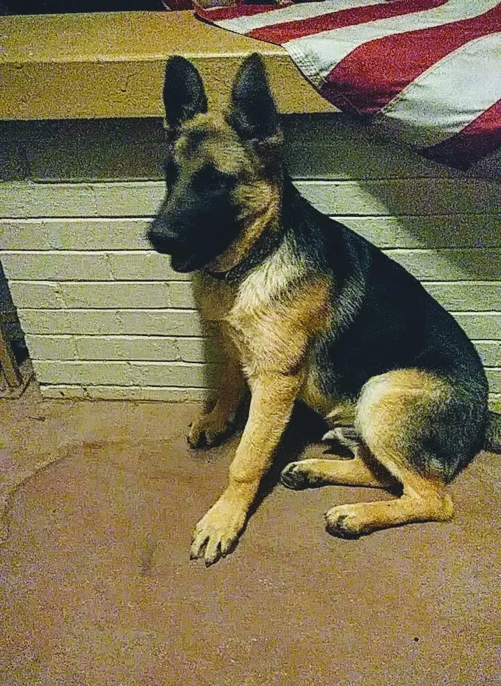Lost dog in El Paso, TX, 79930