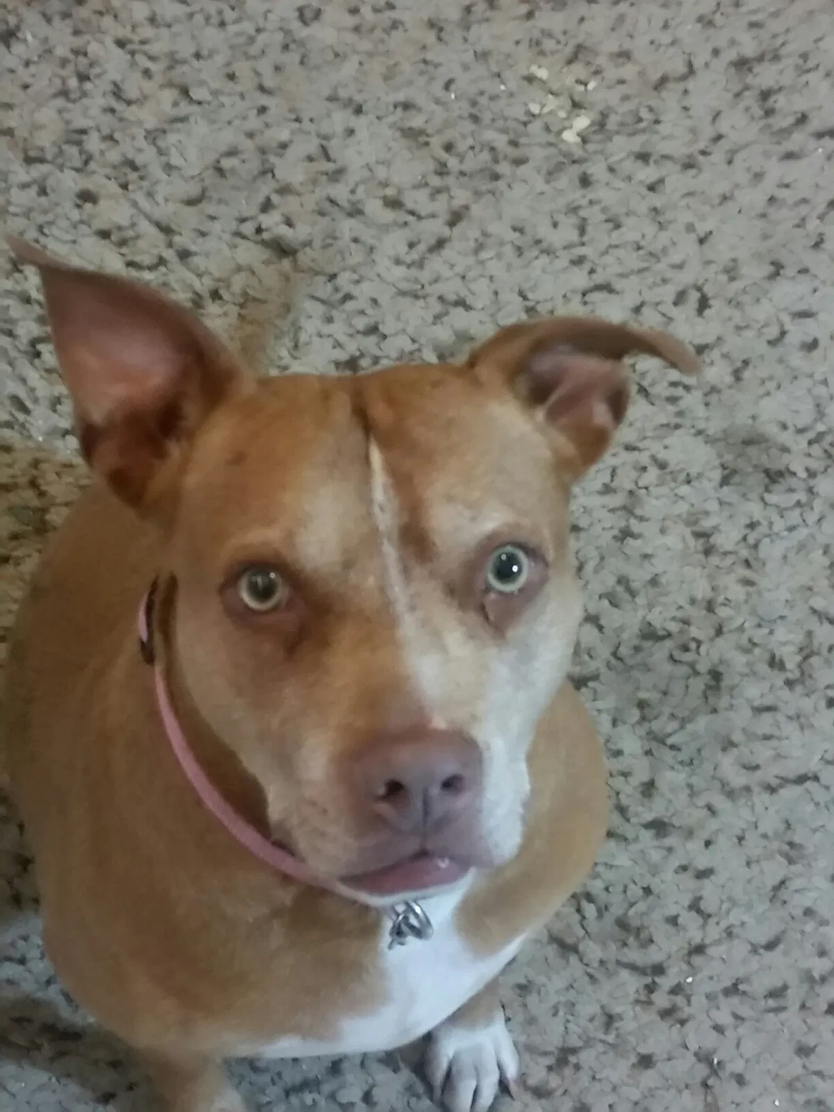 Lost dog in Glendale, AZ, 85301