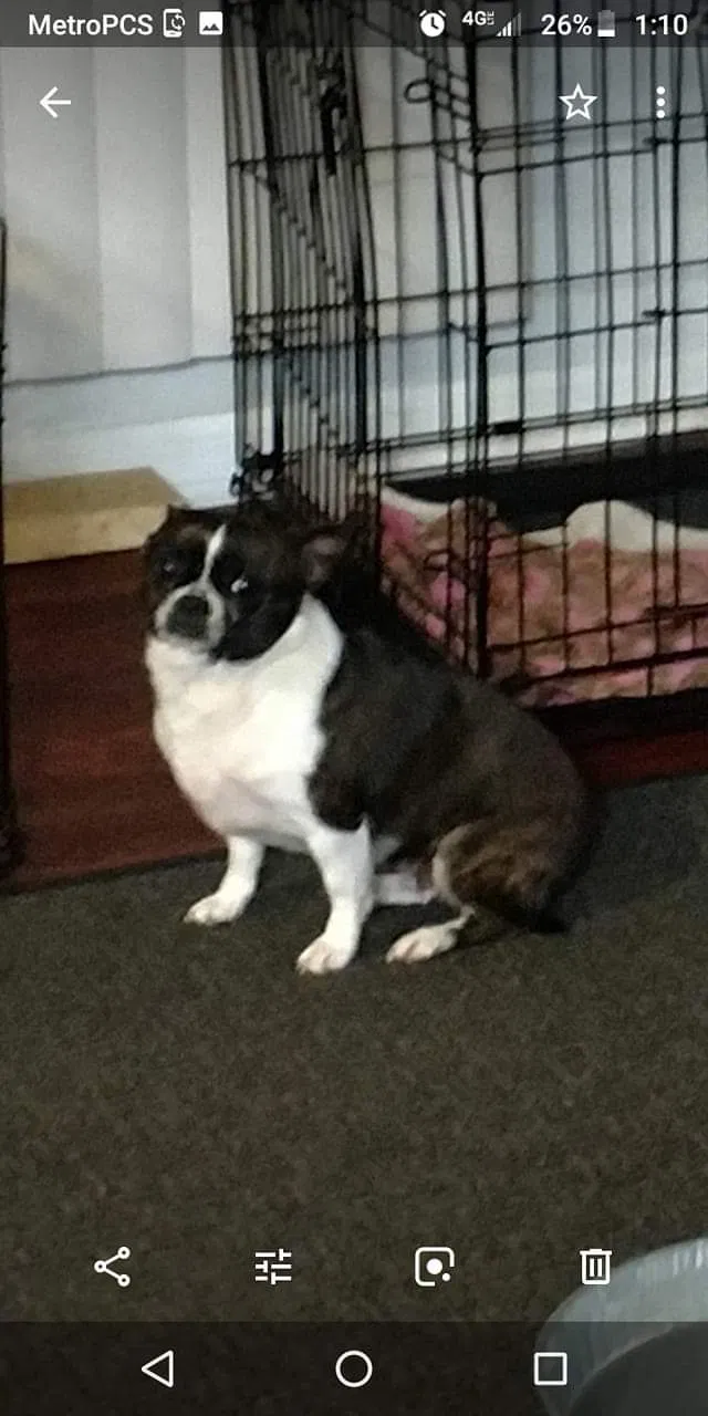 Lost dog in Lakeland, FL, 33801