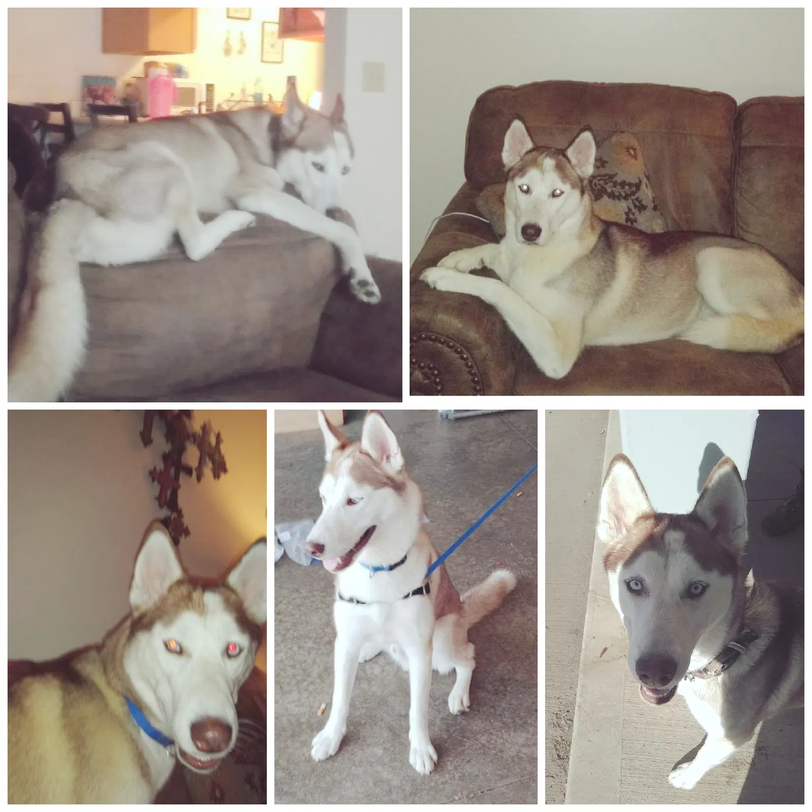 Lost dog in Kendallville, IN, 46755