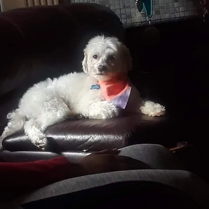Lost dog in Detroit, MI, 48215