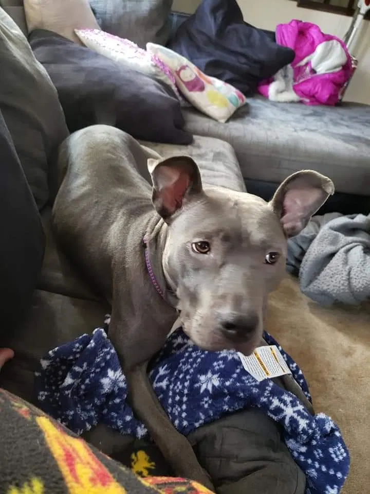 Lost dog in Clio, MI, 48420