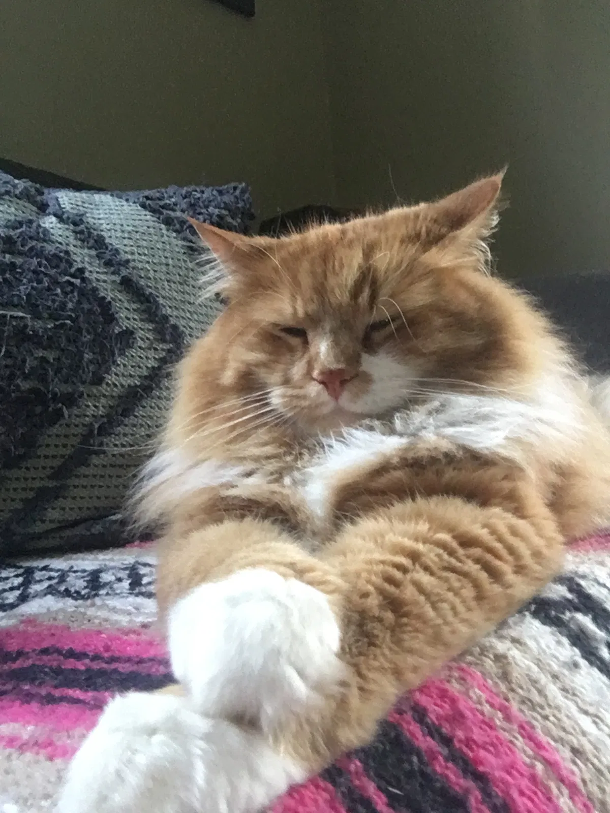 Lost cat in Saint Paul, MN, 55113