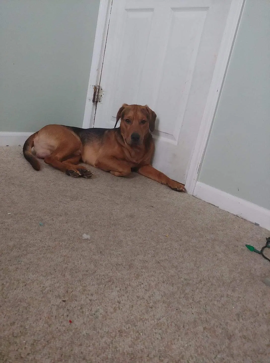 Lost cat in Indianapolis, IN, 46241