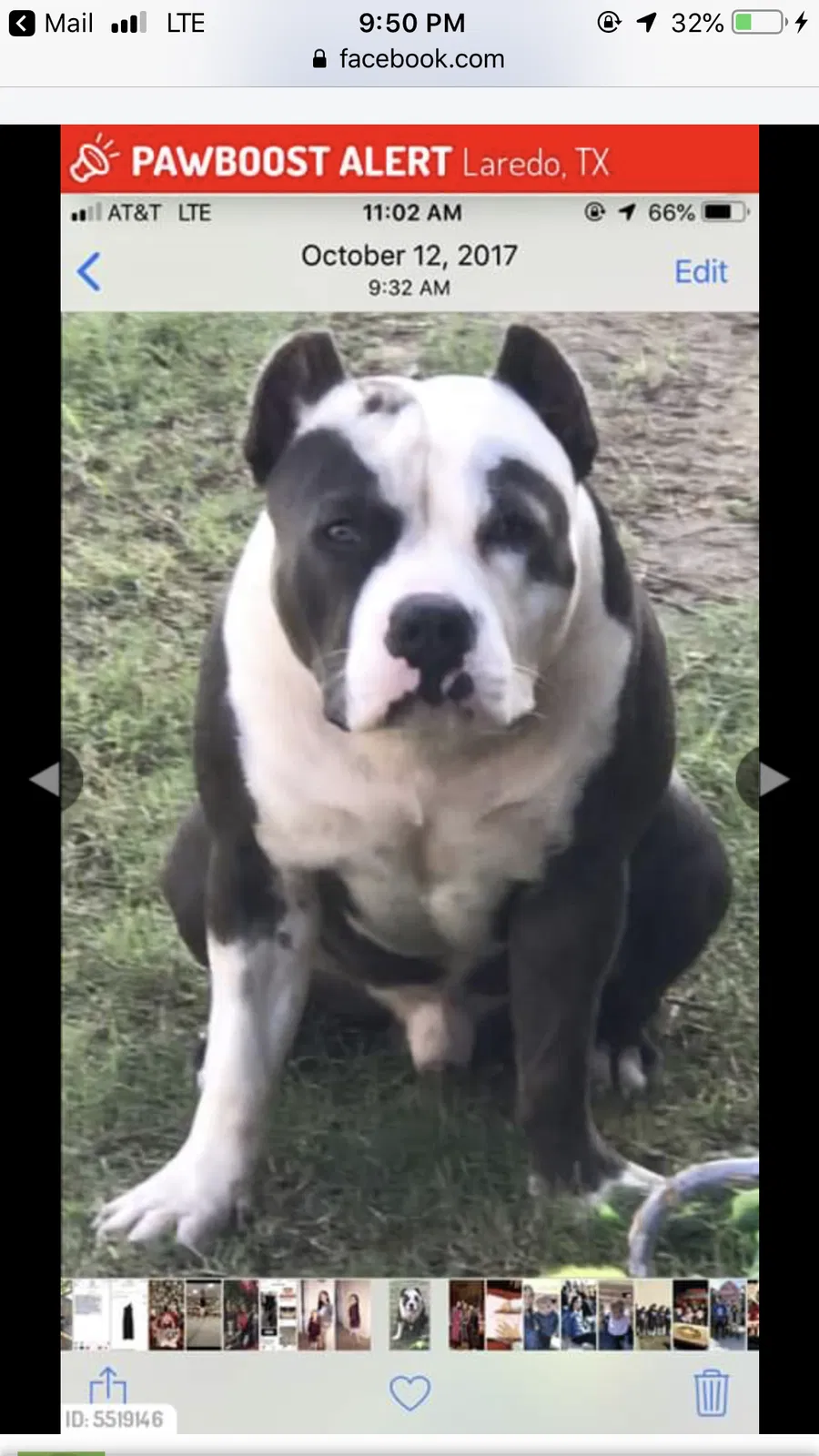 Lost dog in Laredo, TX, 78046