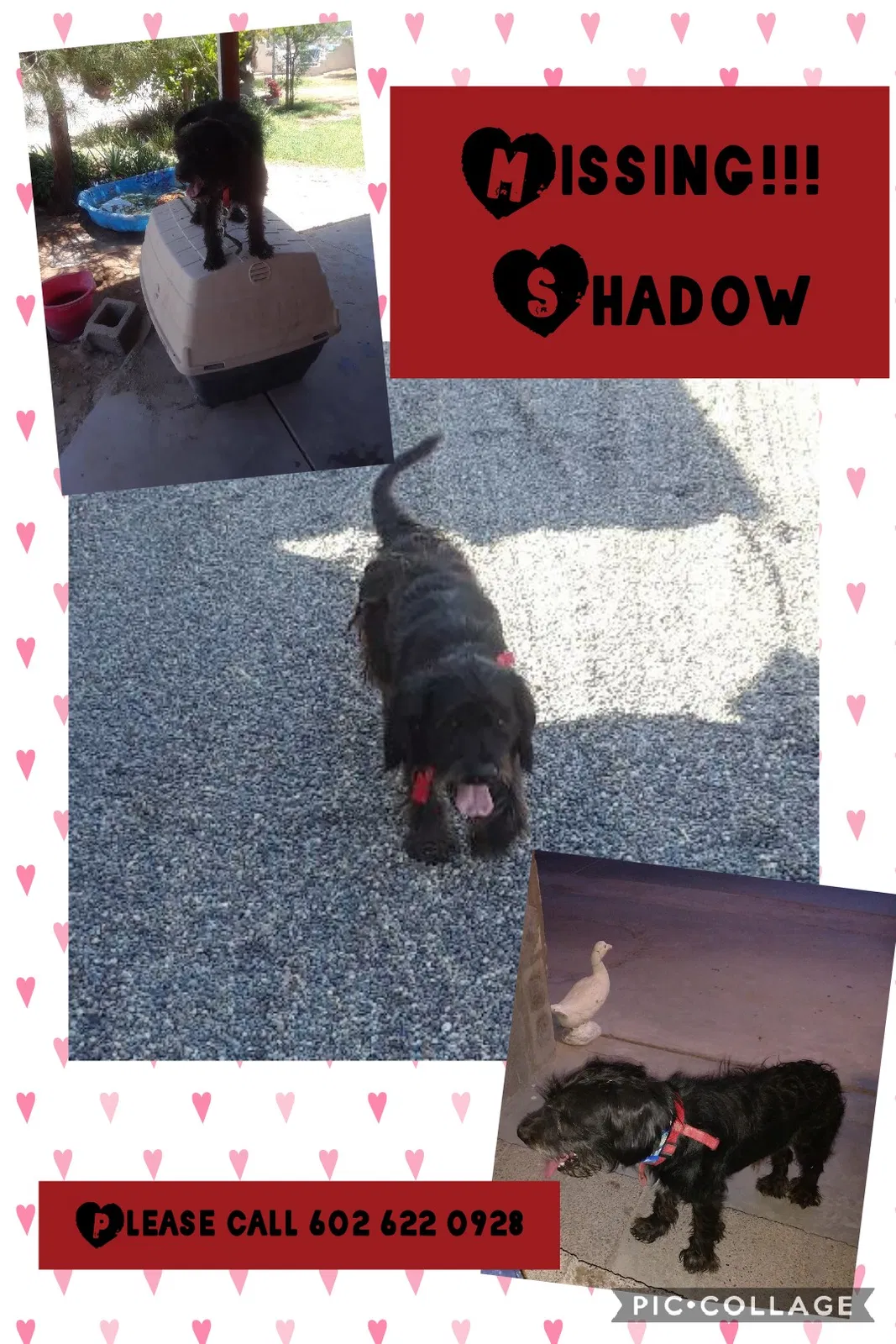 Lost dog in Avondale, AZ, 85323
