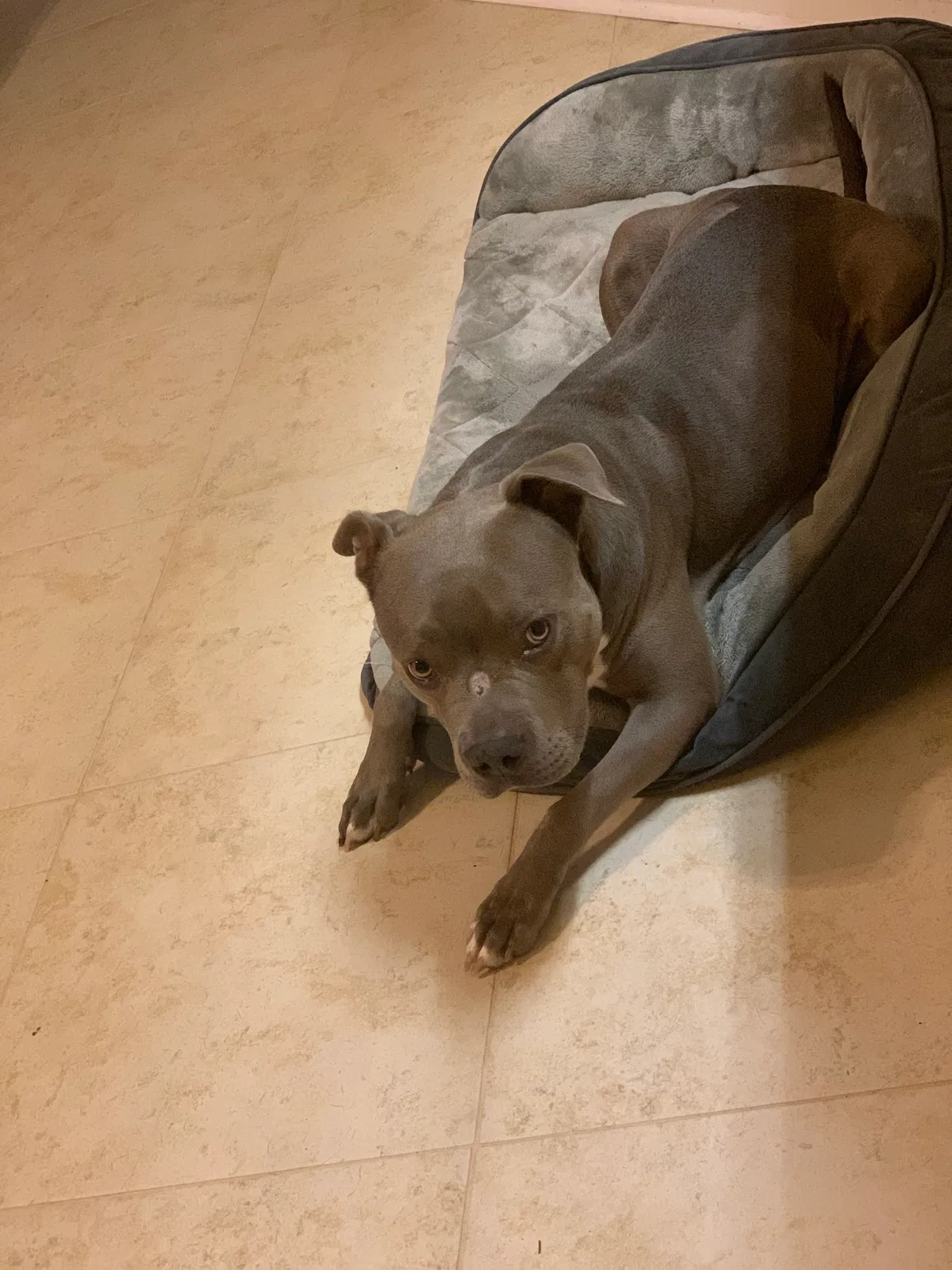 Lost dog in Jacksonville, FL, 32210