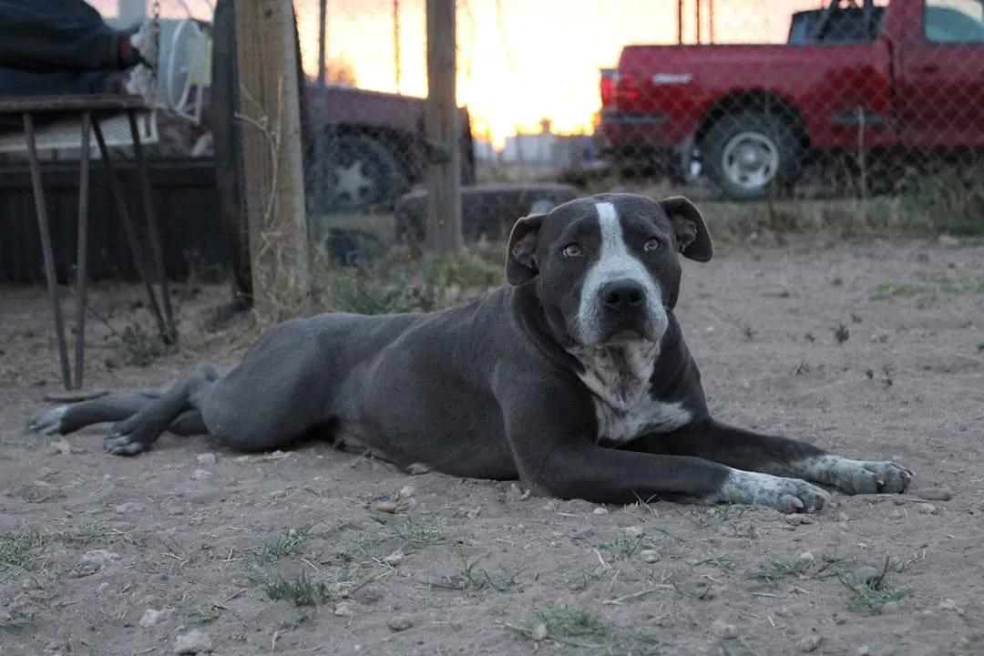 Lost dog in Odessa, TX, 79764
