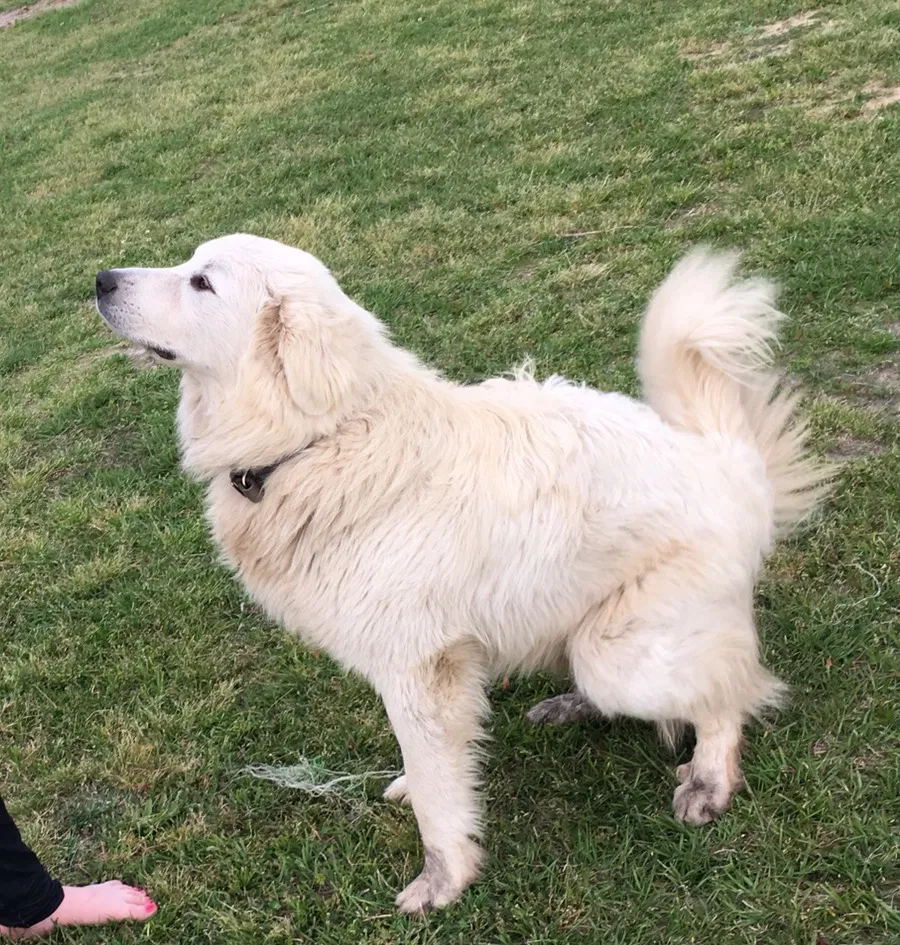 Lost dog in Enigma, GA, 31749