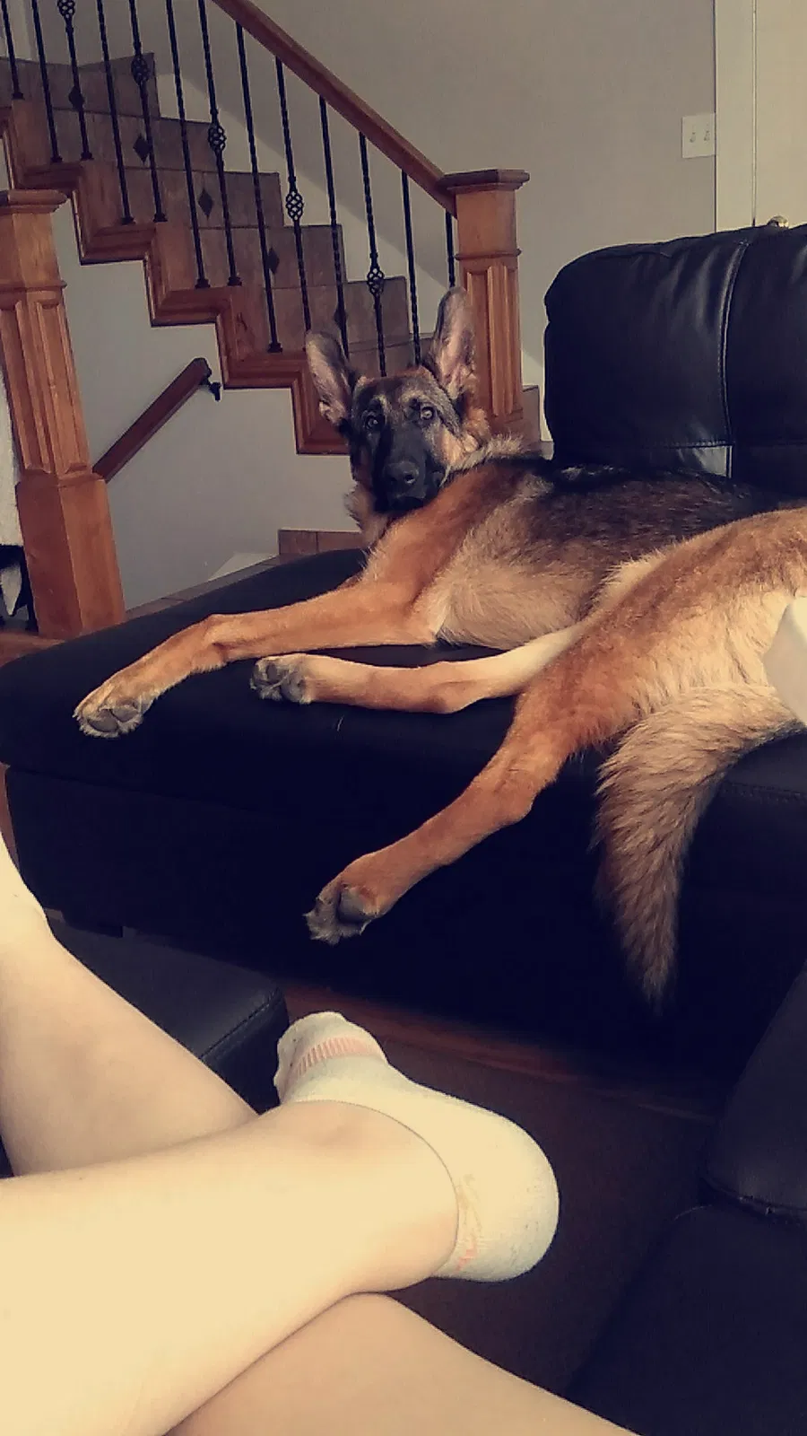 Lost dog in Salt Lake City, UT, 84123