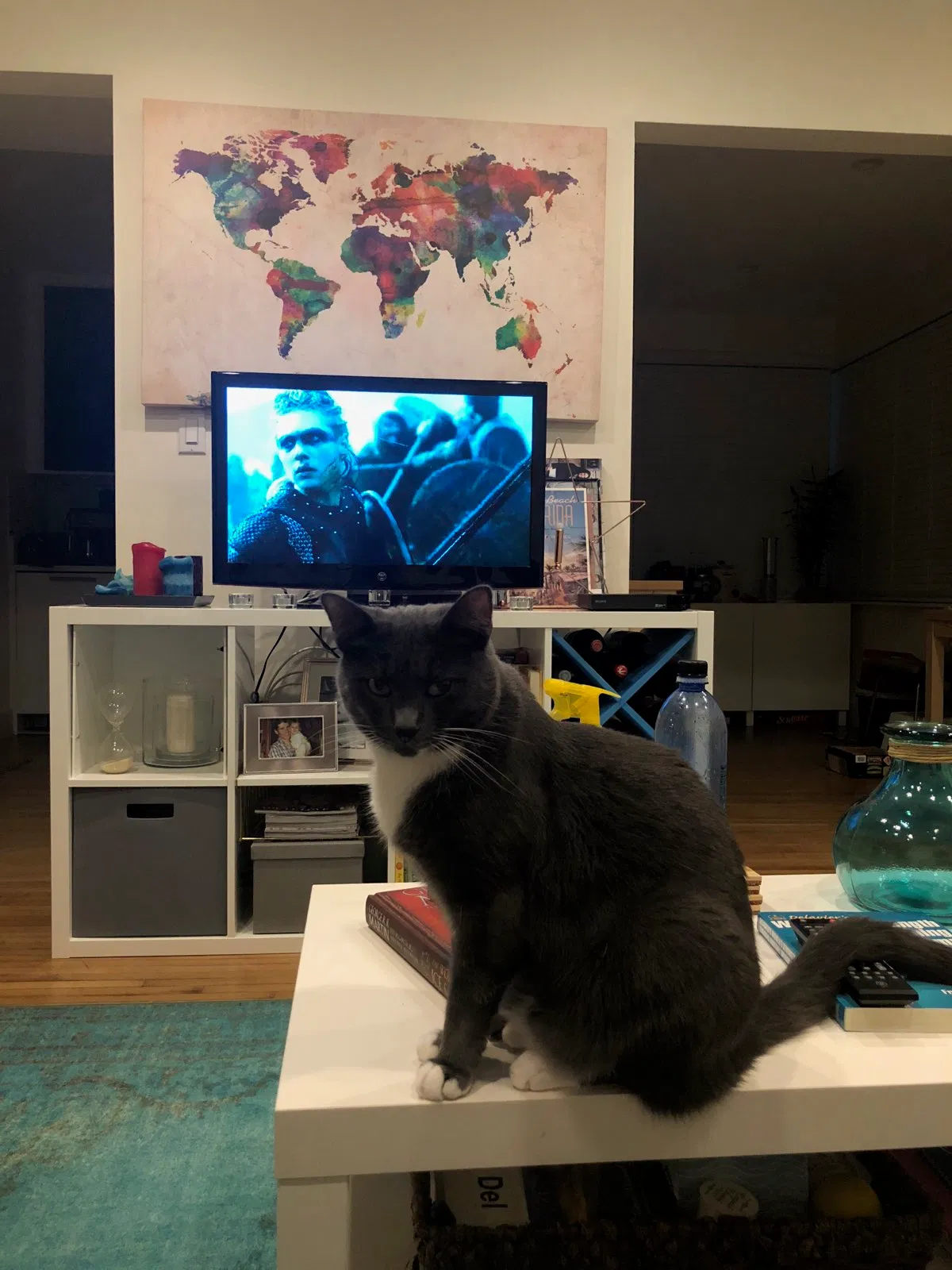 Lost cat in Orlando, FL, 32817