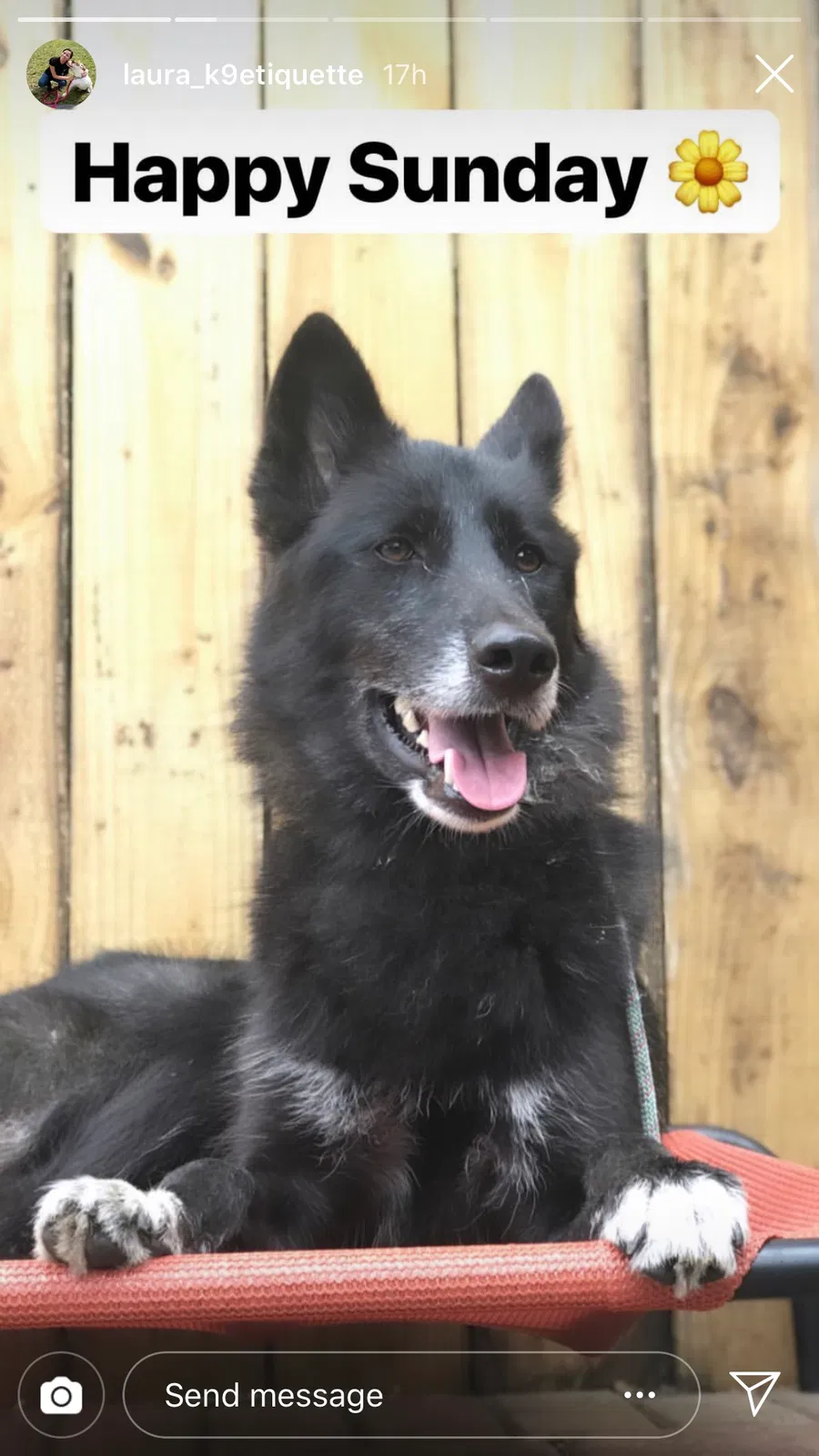 Lost dog in Miami, FL, 33156