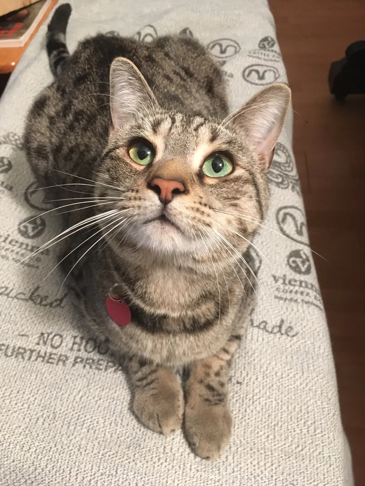 Lost cat in Knoxville, TN, 37920
