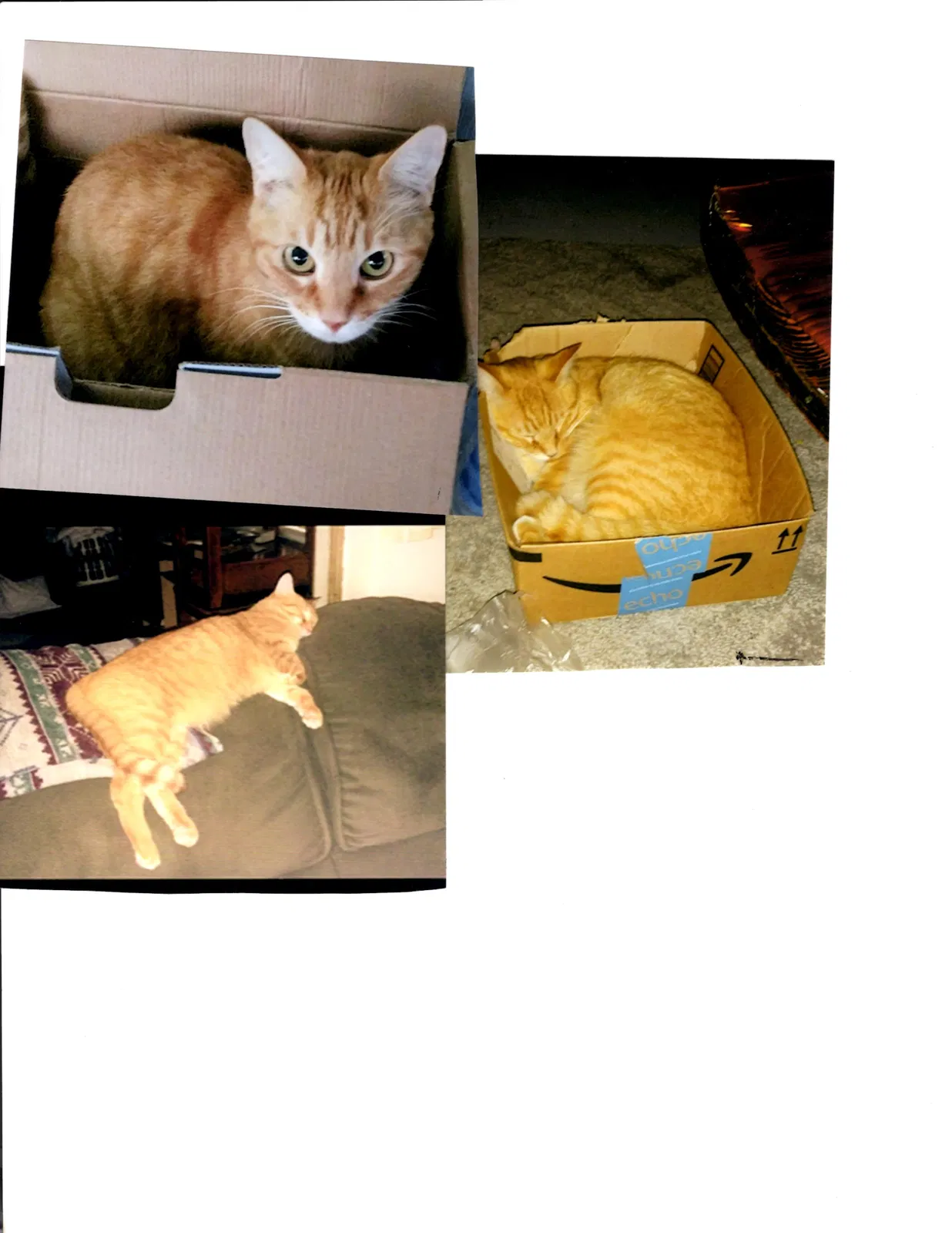 Lost cat in Deltona, FL, 32725