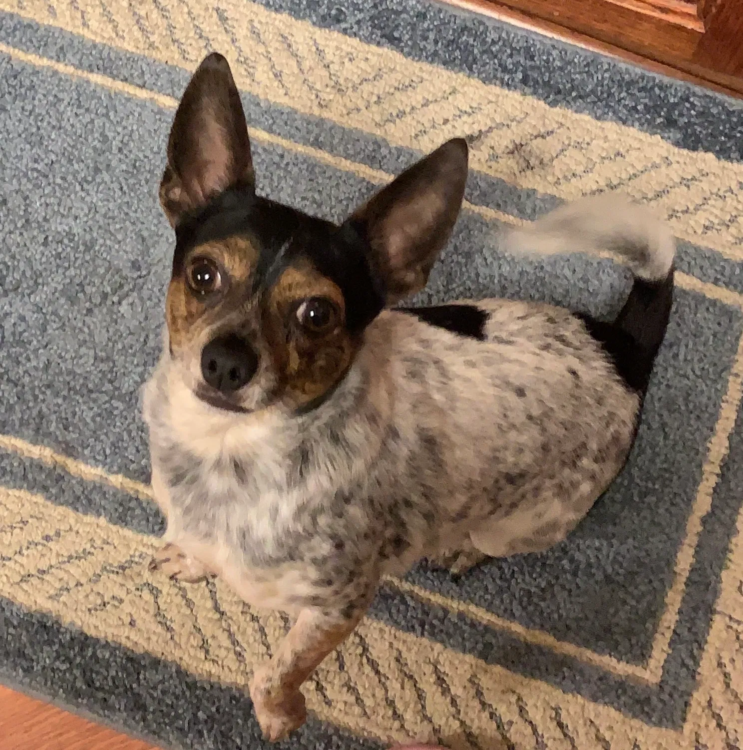 Lost dog in Killeen, TX, 76542