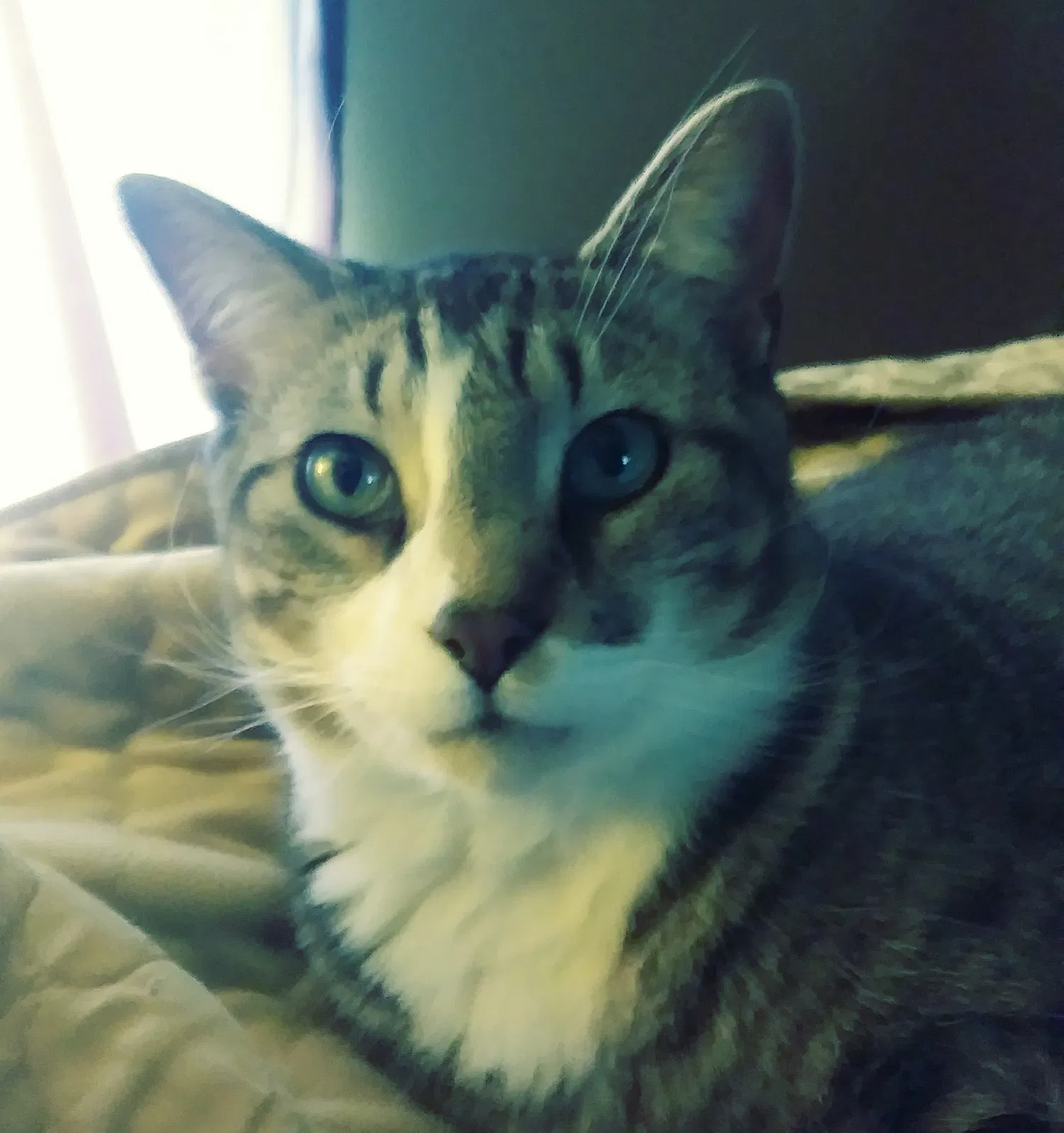 Lost cat in Chattanooga, TN, 37412