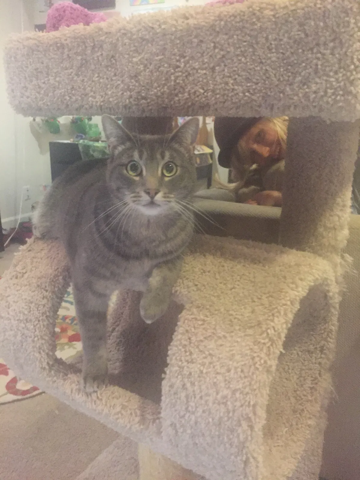Lost cat in Portland, OR, 97202
