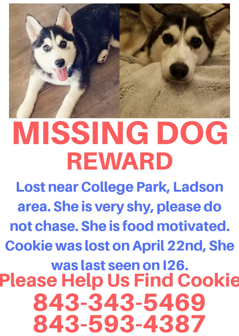 Lost dog in Summerville, SC, 29483
