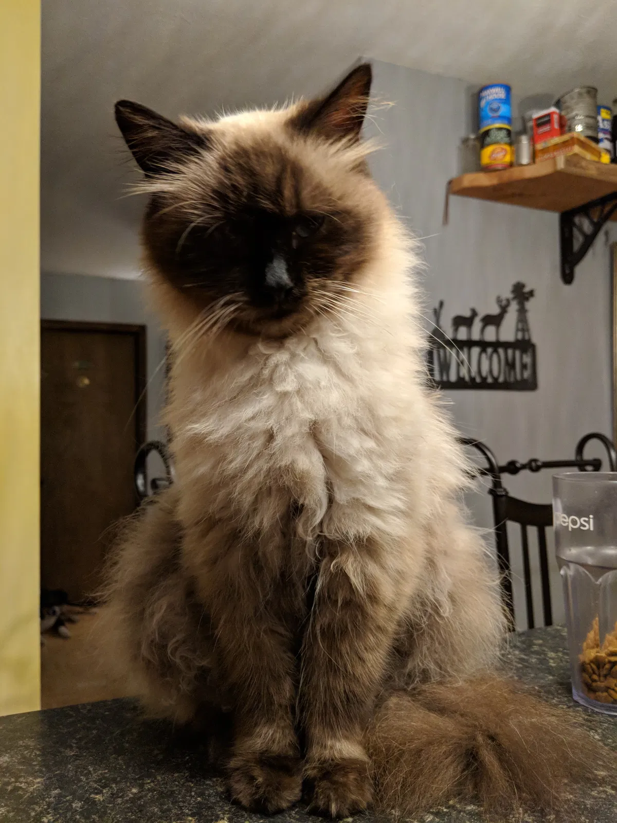 Lost cat in Easley, SC, 29640