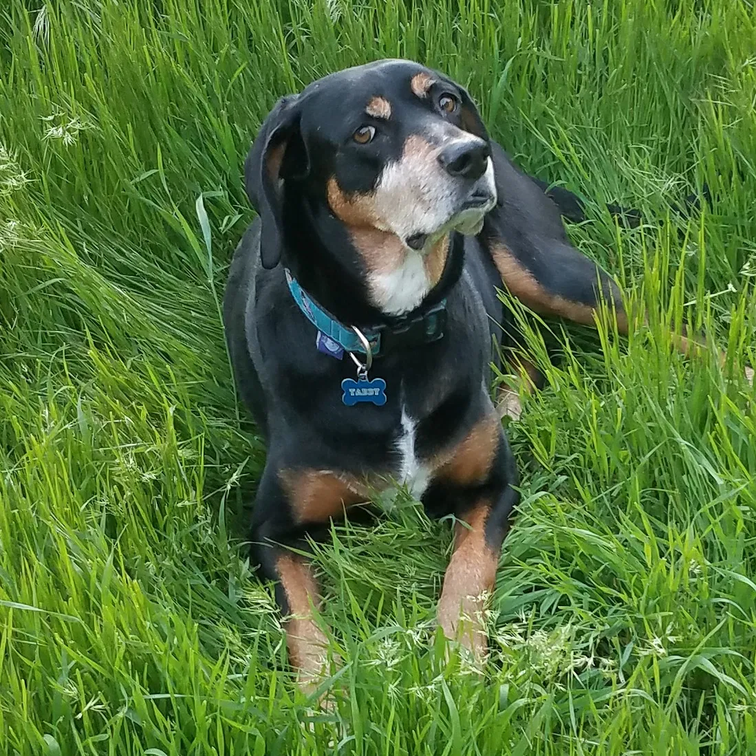 Lost dog in Salt Lake City, UT, 84115
