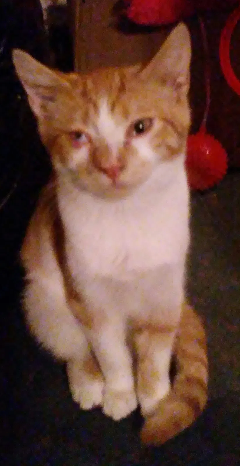 Lost cat in Tamaqua, PA, 18252