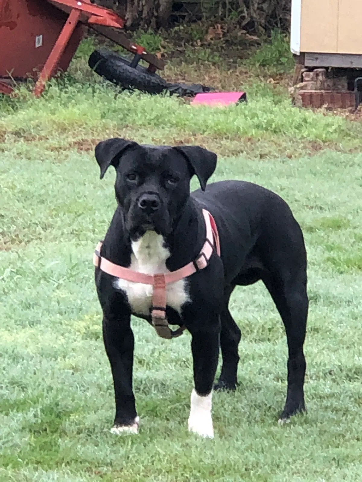 Lost dog in Tulsa, OK, 74115