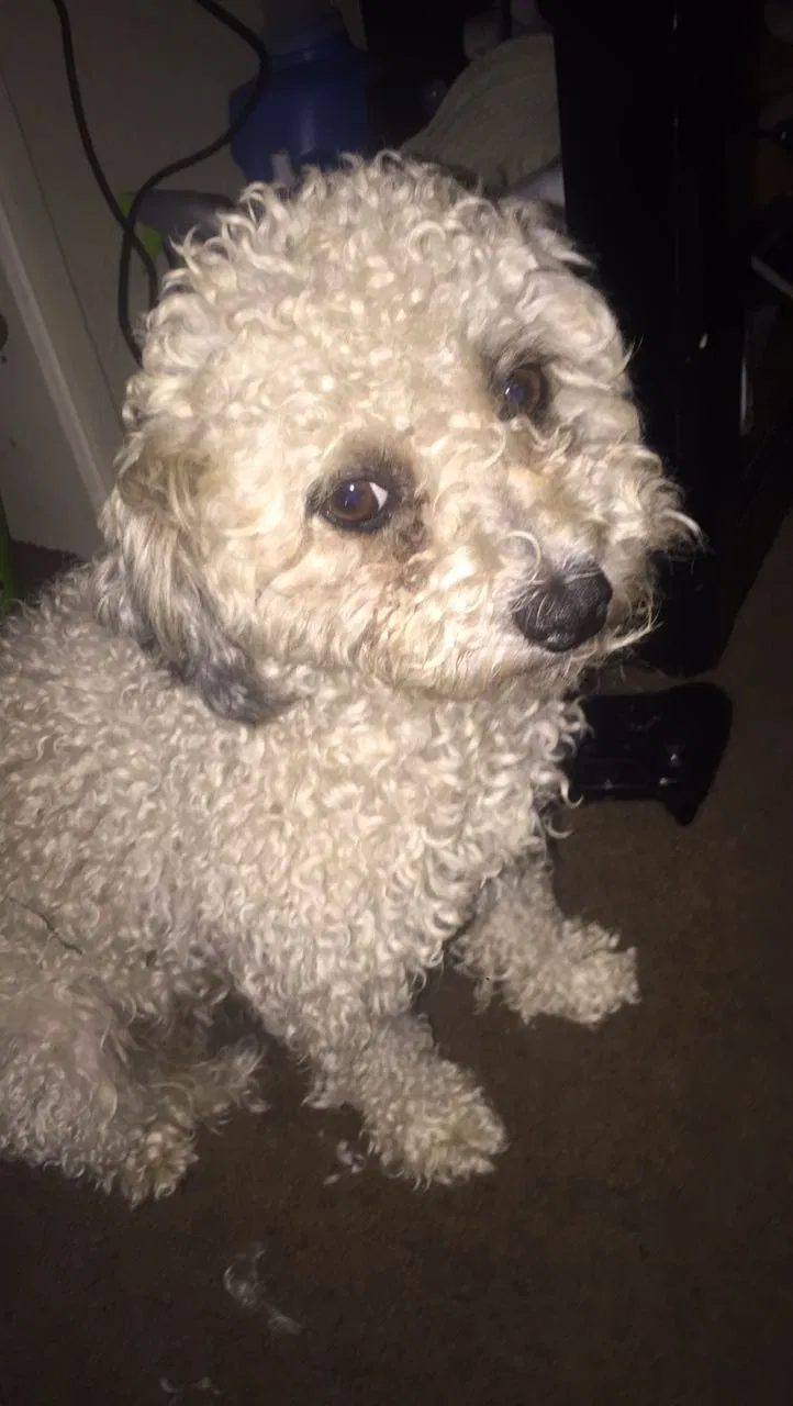 Lost dog in Dacono, CO, 80514