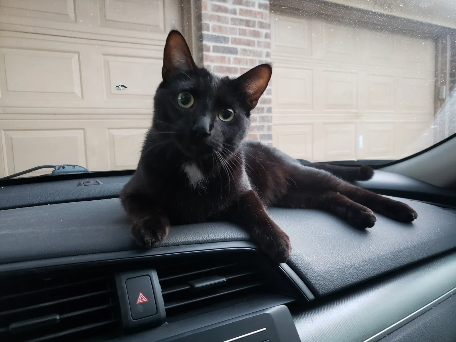 Lost cat in Kingwood, TX, 77339