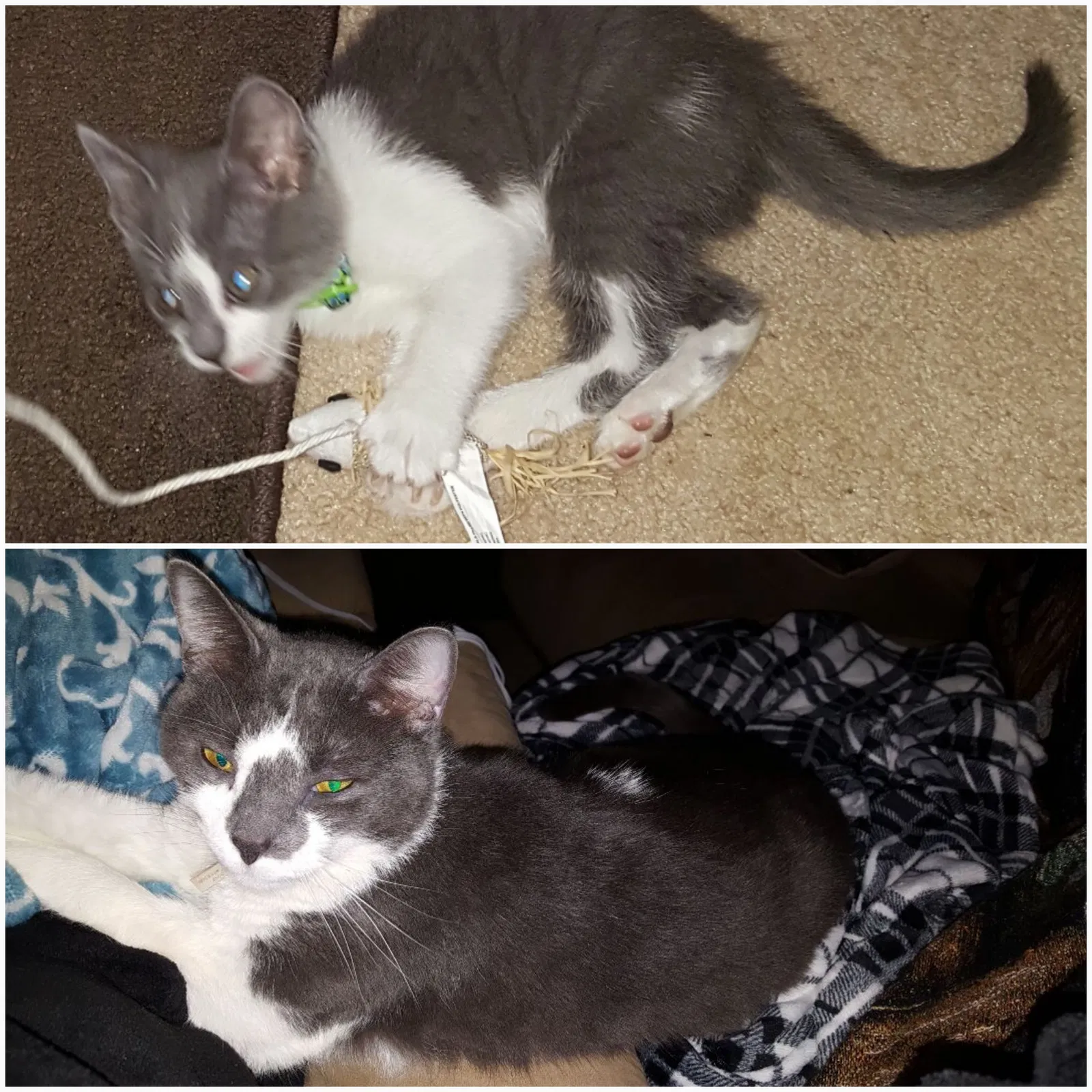 Lost cat in West Monroe, LA, 71291
