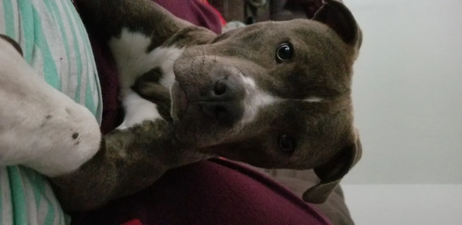 Lost dog in Temple, TX, 76504